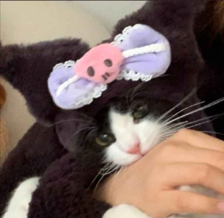 Logo Catilly Bot Discord